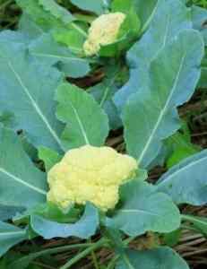 cauliflower